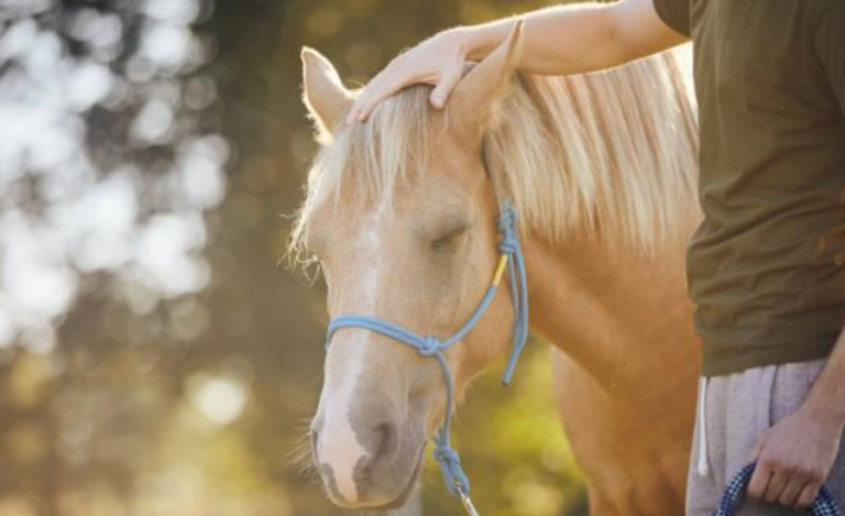 Trauma Recovery Through Equine Therapy